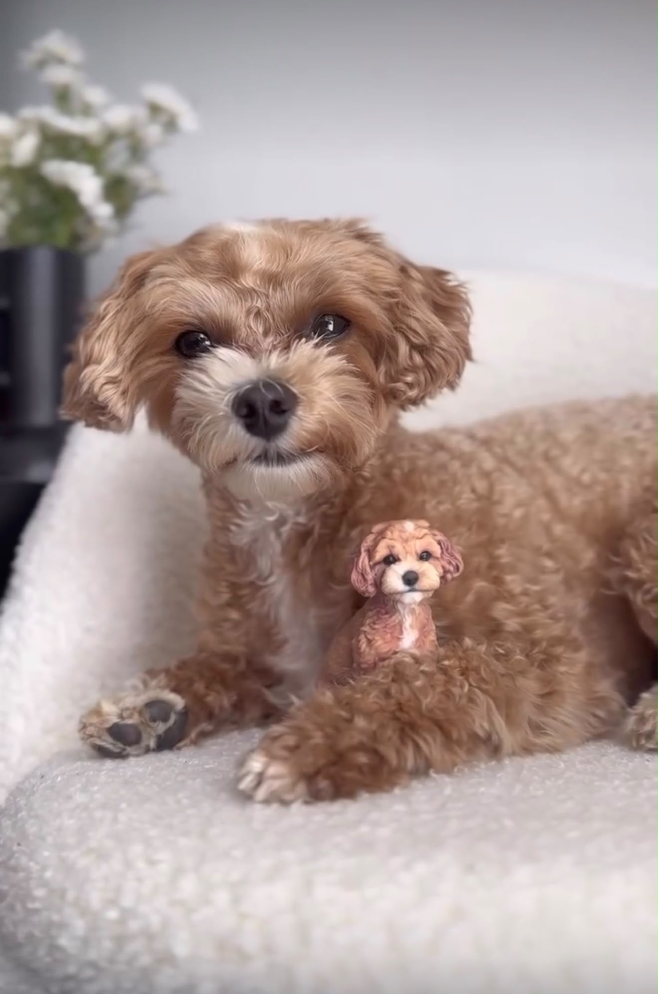 Jessica's pet