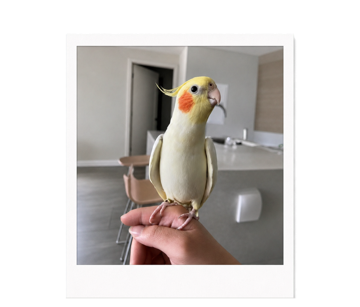 Hokio