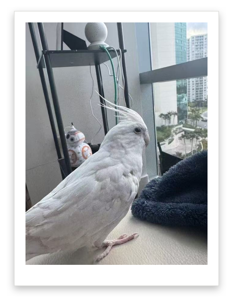 White parrot 