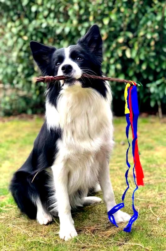 Duke, the Border Collie whose story inspired Kithkins