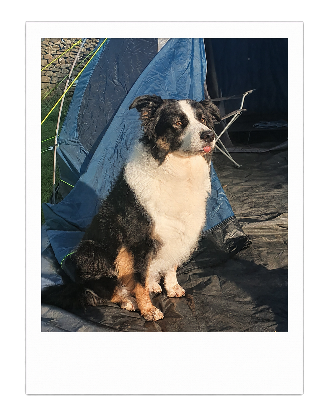 Oscar the Border Collie