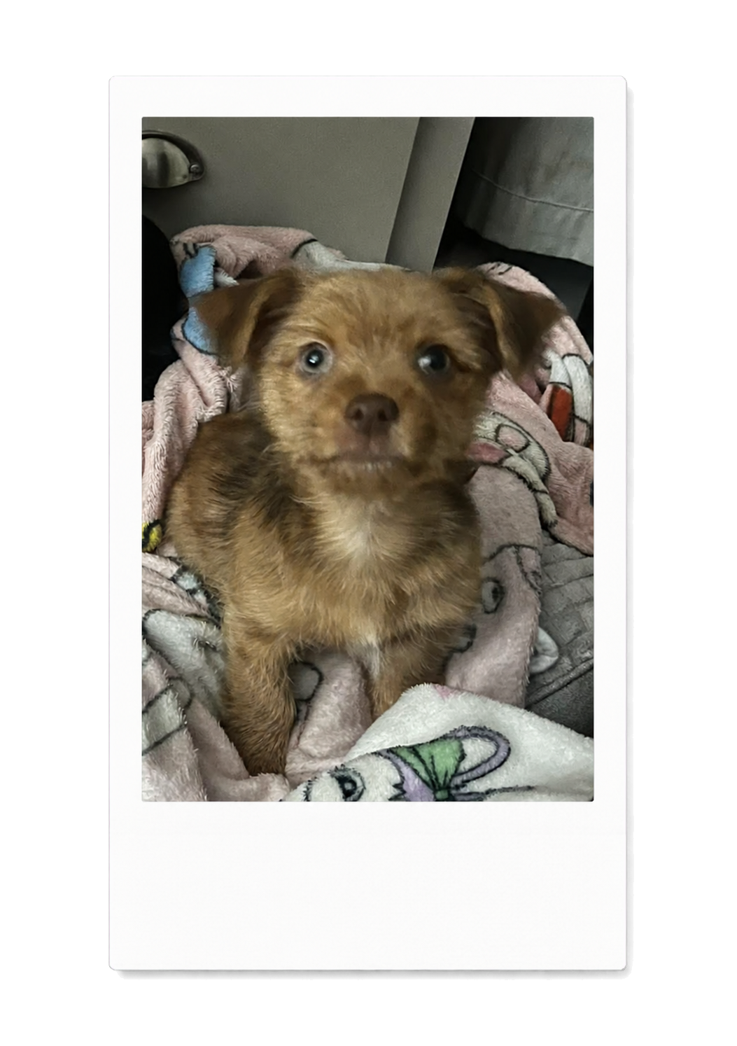 Brown Puppy