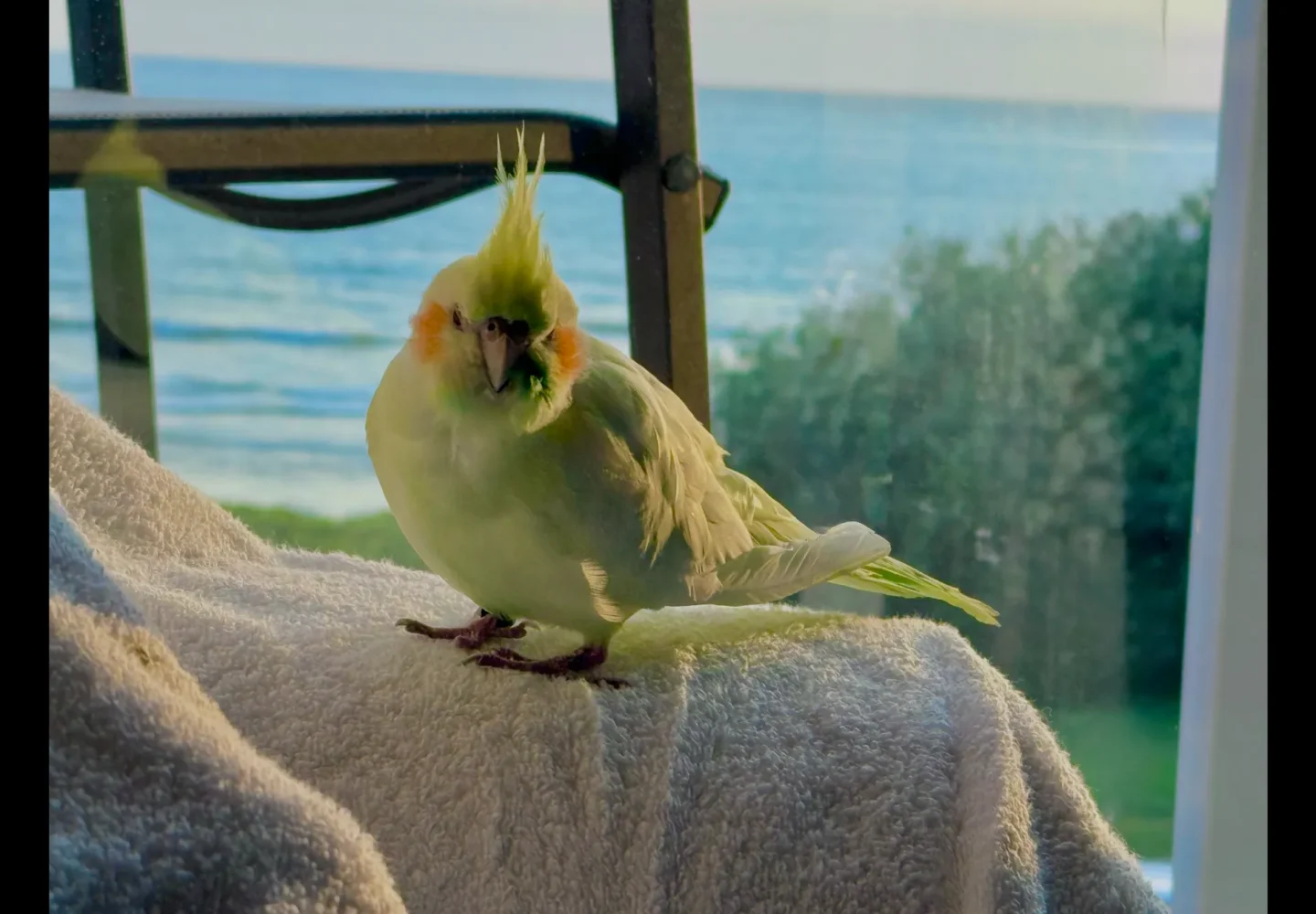 Daisy cockatiel with her bird memorial figurine