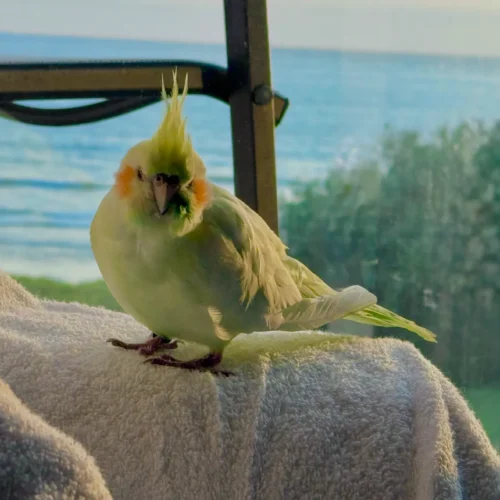 Remembering Daisy: A Tiny Life That Left So Much Love Behind