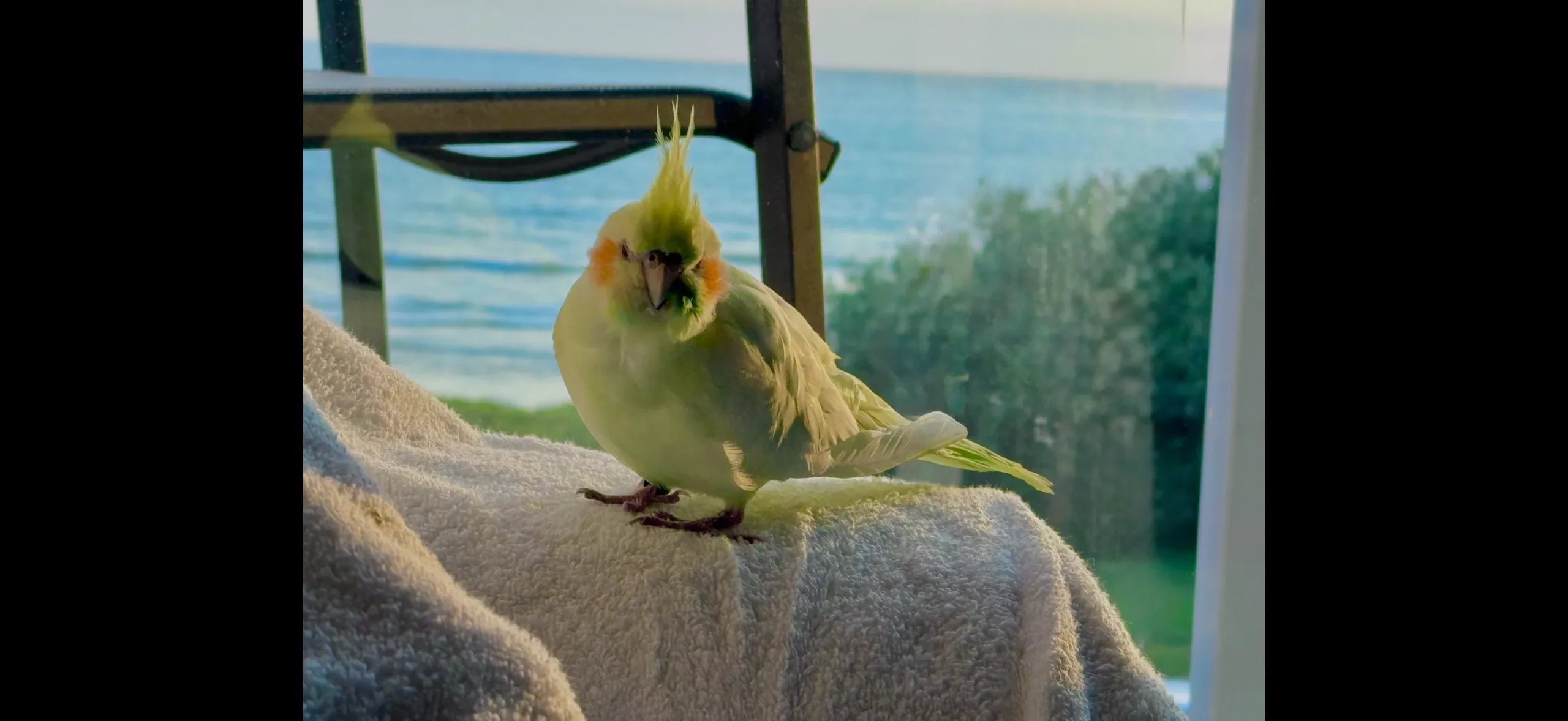 Daisy cockatiel with her bird memorial figurine