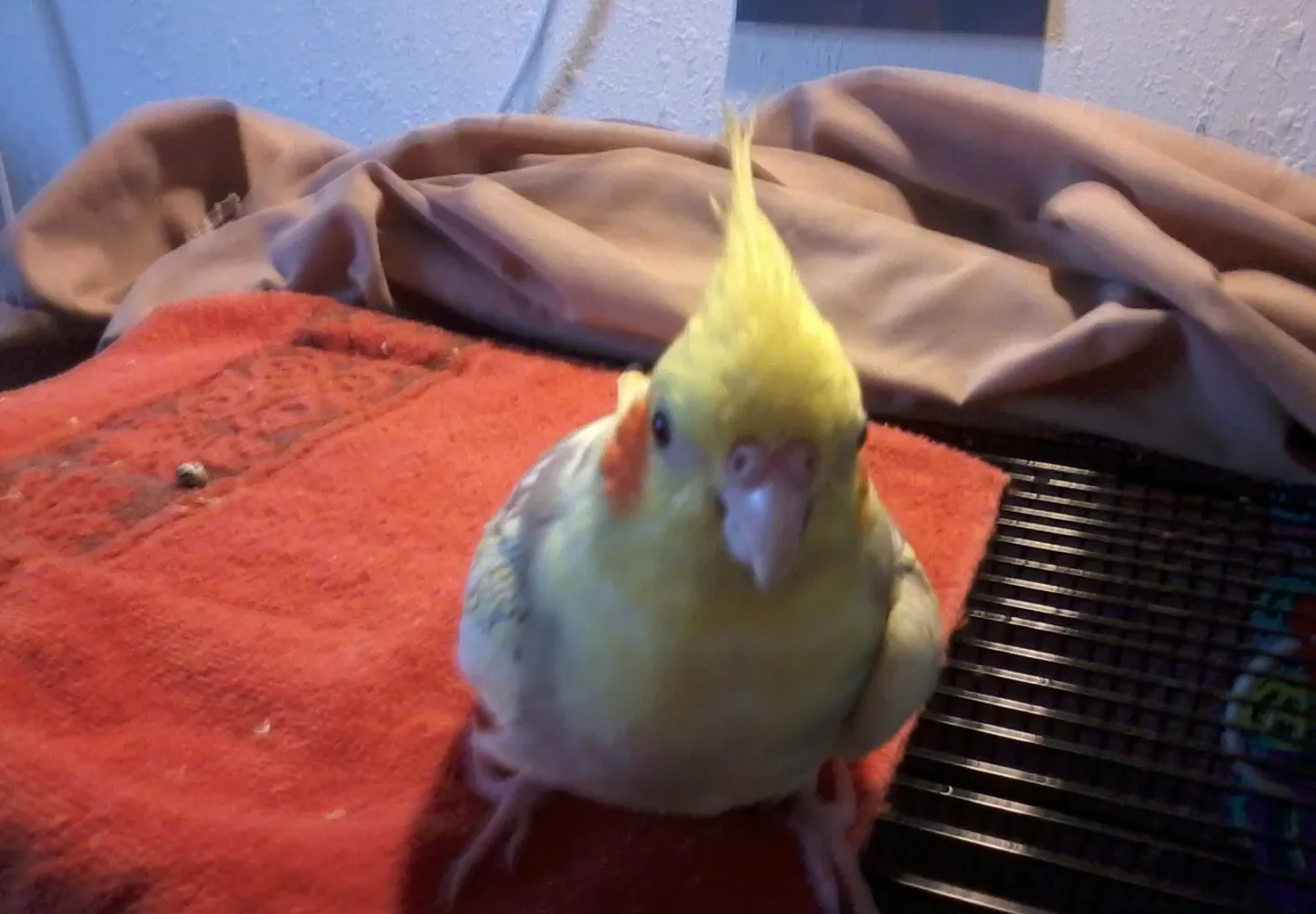 Punkin cockatiel with her bird memorial figurine