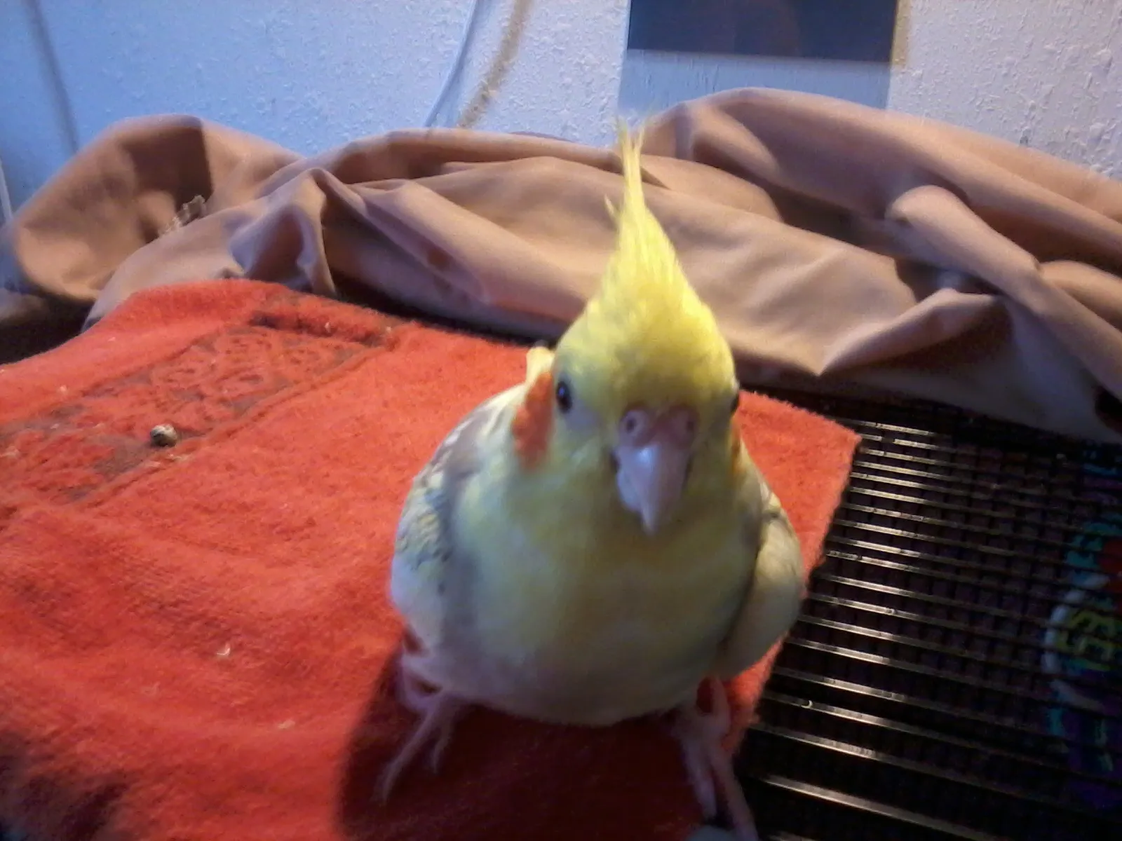 Punkin cockatiel with her bird memorial figurine