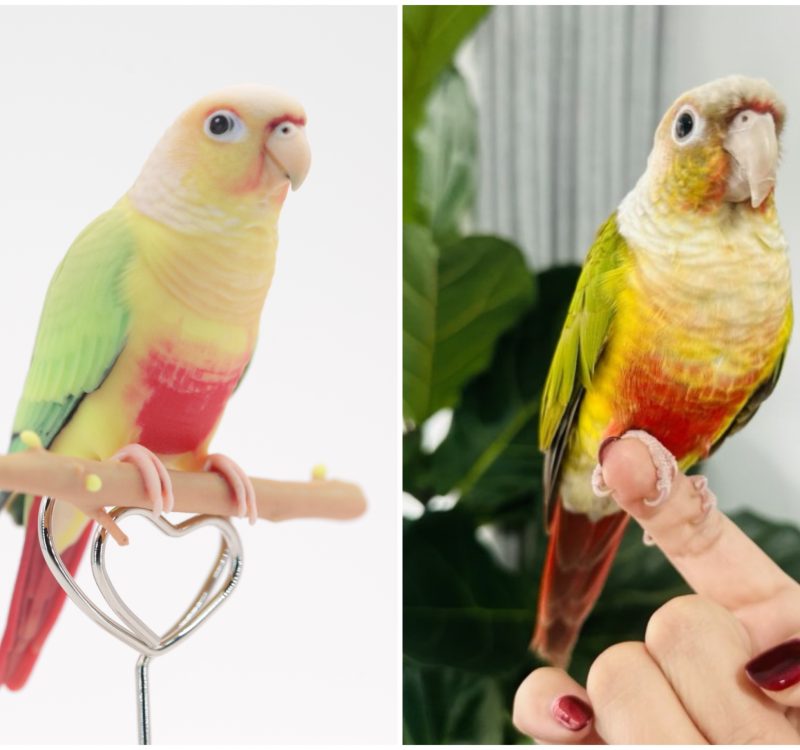 fa4e6bd888ed04299425baced6afb88